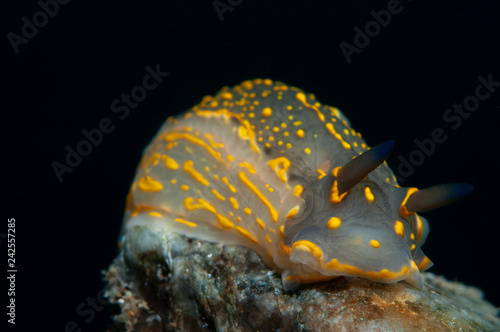 A small yellow sea snail slides on the stones to look for food.