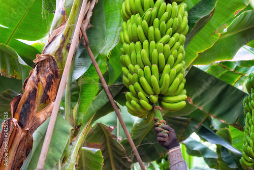 Workers cutting a bunch of bananas in a plantation in Tenerife, Canary islands, Spain .