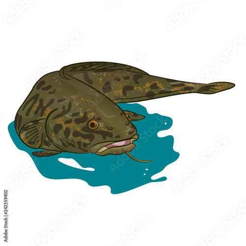 Burbot (Lota lota) freshwater commercial fish of the squatfish. Vector illustration
