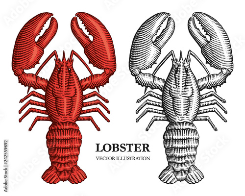 Lobster engraving vector illustration, monochrome and color. Hand drawn crustacean in a vintage style.