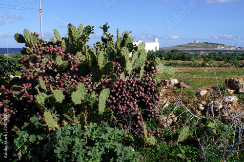 Feigenkaktus Opuntia stricta photo