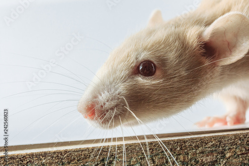 white laboratory rat isolated on white background photo
