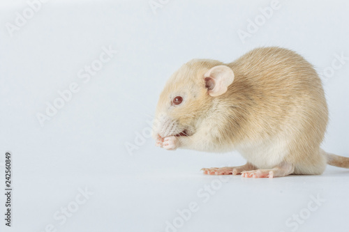 white laboratory rat isolated on white background