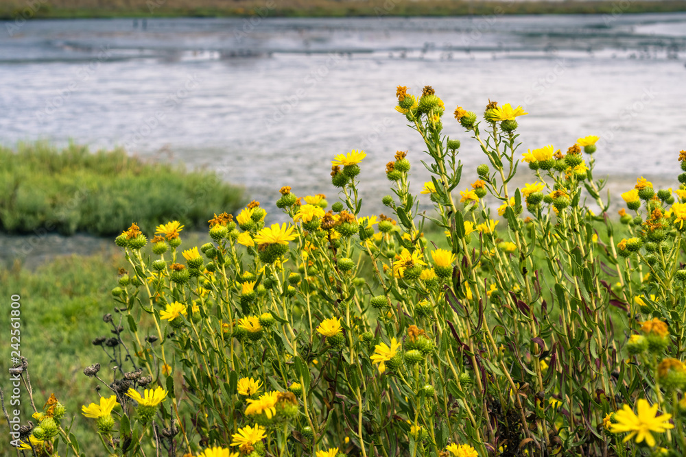 Blooming flowers of Oregon Gumplant Grindelia stricta, Channel