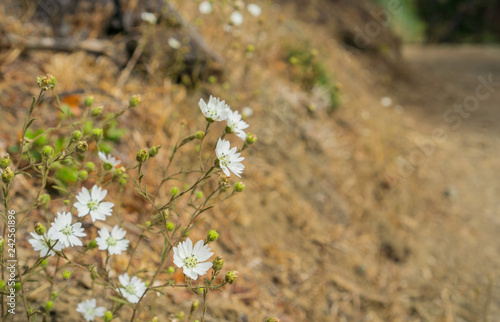 Hayfield Tarweed (Hemizonia congesta) wildflowers growing along a trail, California photo