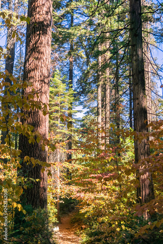  Trail lined up with colorful dogwood  Calaveras Big Trees State Park  California