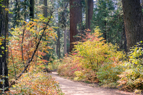  Trail lined up with colorful dogwood, Calaveras Big Trees State Park, California photo