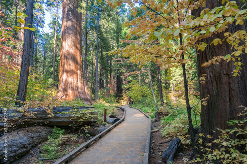 Tableau sur toile Wooden boardwalk through an evergreen trees forest, Calaveras Big Trees State Pa