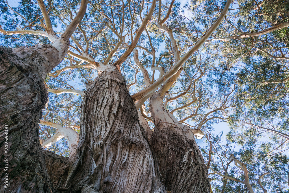 Looking up to the crown of an old Eucalyptus tree; eucalyptus trees ...
