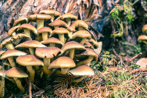 Sulphur tuft (Hypholoma fasciculare) mushrooms growing at the base of a tree, Big Basin State Park, Santa Cruz mountains, San Francisco bay, California photo