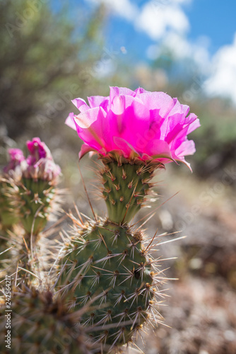 Bright pink cactus flower in full bloom, Southern Utah