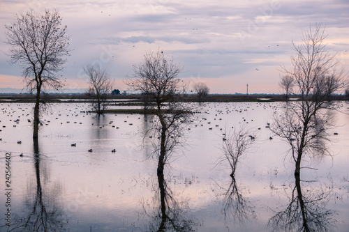 Sunset view over the marshes of Llano Seco Unit wildlife refuge, Sacramento National Wildlife Refuge, California photo