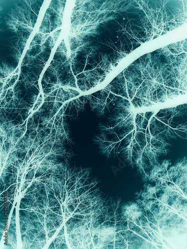 Background abstraction with tree branches.