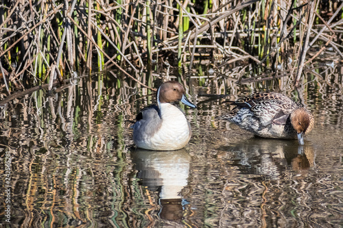 A pair of Northern Pintail resting on the shallow waters of Sacramento National Wildlife Refuge, California photo