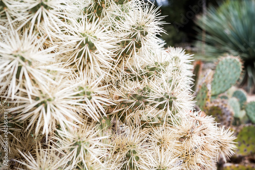 Close up of Silver cholla, California photo