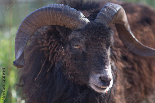 Canvas Print The Mutton  Montone