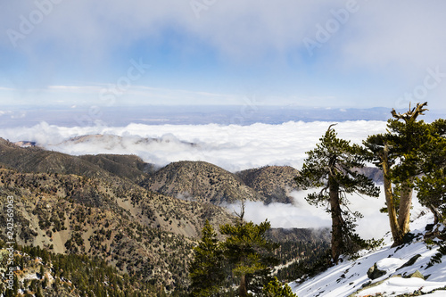 Evergreen trees high on the mountain; sea of white clouds in the background covering the valley, Mount San Antonio (Mt Baldy), Los Angeles county, California photo