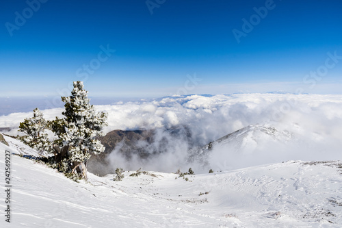 Billede på lærred Pine tree covered in frost high on the mountain; sea of white clouds in the back