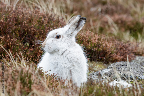 whte mountain hare in the rain