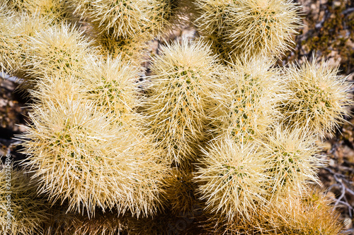 Foto Close up of Teddybear Cholla (Cylindropuntia bigelovii), Cholla Cactus Garden, J