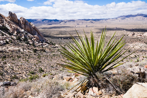 Mojave Yucca (Yucca schidigera), Joshua Tree National Park, California photo