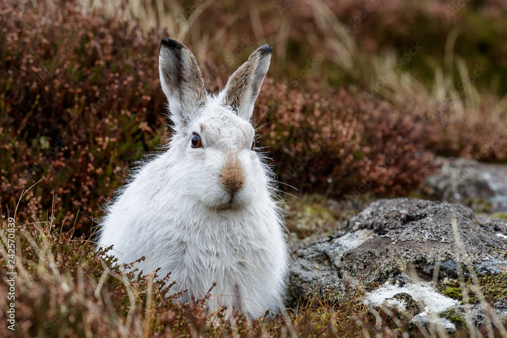 Fototapeta premium whte mountain hare in the rain