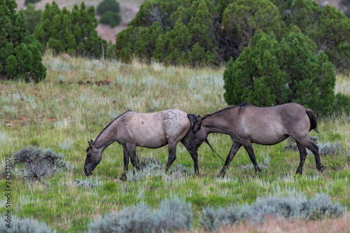 Wild Horses in the Pryor Mountains Wild Horse Range in Montana - Wyoming USA photo