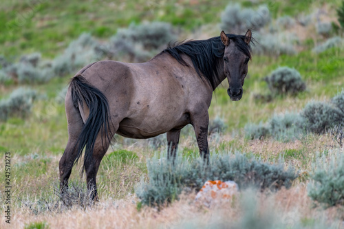 Wild Horses in the Pryor Mountains Wild Horse Range in Montana - Wyoming USA photo