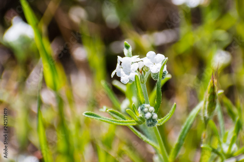 Close up of Popcorn Flower (Plagiobothrys nothofulvus) blooming on a meadow, south San Francisco bay area, San Jose, California photo