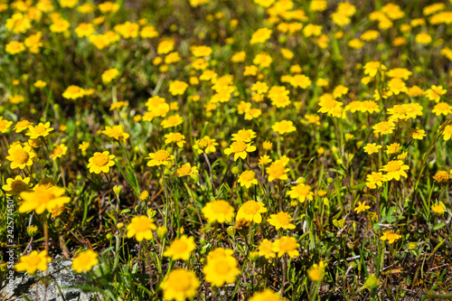 Goldfields blooming on meadows, view from above, south San Francisco bay area, San Jose, California