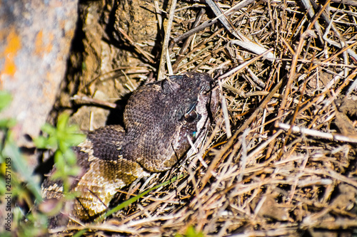 Close up of young Northern Pacific Rattlesnake  (Crotalus oreganus oreganus) head peeking from under a rock on a sunny day, south San Francisco bay area, San Jose, California photo