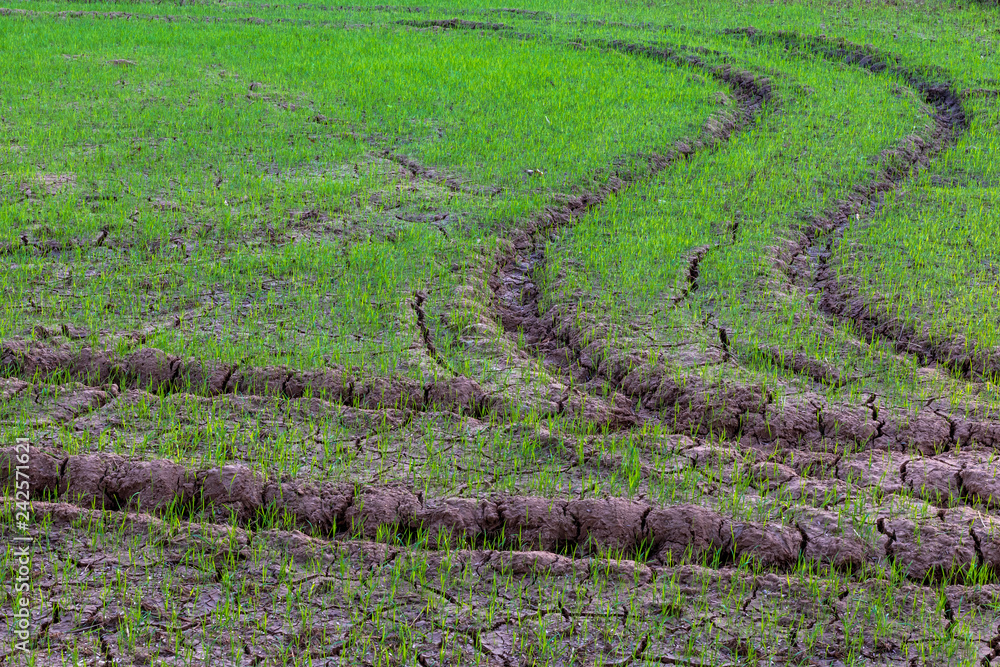 Traces of wheels on the ground with rice seedlings. Traces of wheels on the ground with rice seedlings.