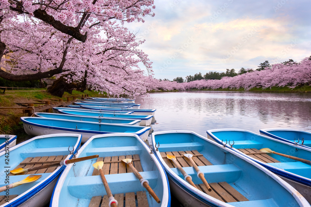  Full bloom Sakura - Cherry Blossom at Hirosaki park in Hirosaki, Japan