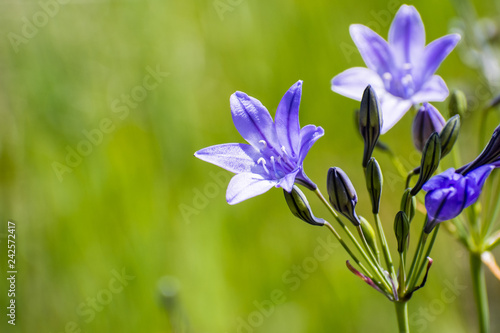 Close up of Ithuriel's spear (Triteleia laxa) blooming on the hills of south San Francisco bay area, Santa Clara county, California