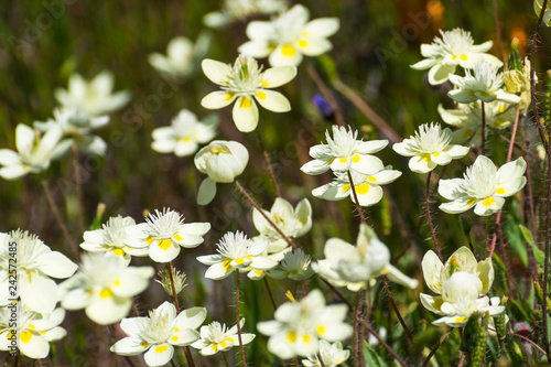 Cream Cups (Platystemon californicus) wildflowers, south San Francisco bay area, Santa Clara county, California photo