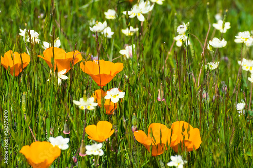 California poppies (Eschscholzia californica) and Cream Cups (Platystemon californicus) wildflowers blooming on a meadow in south San Francisco bay area in springtime photo