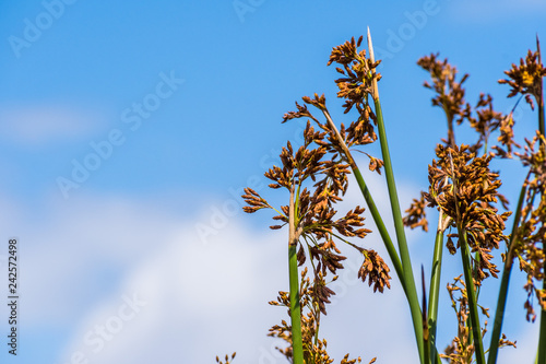 Close up of Tule reeds (Schoenoplectus acutus) on a blue sky background, south San Francisco bay area, California photo