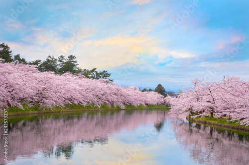  Full bloom Sakura - Cherry Blossom at Hirosaki park in Hirosaki, Japan