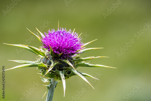 Photo Close up of milk thistle (Silybum marianum) blooming in San Francisco bay area,