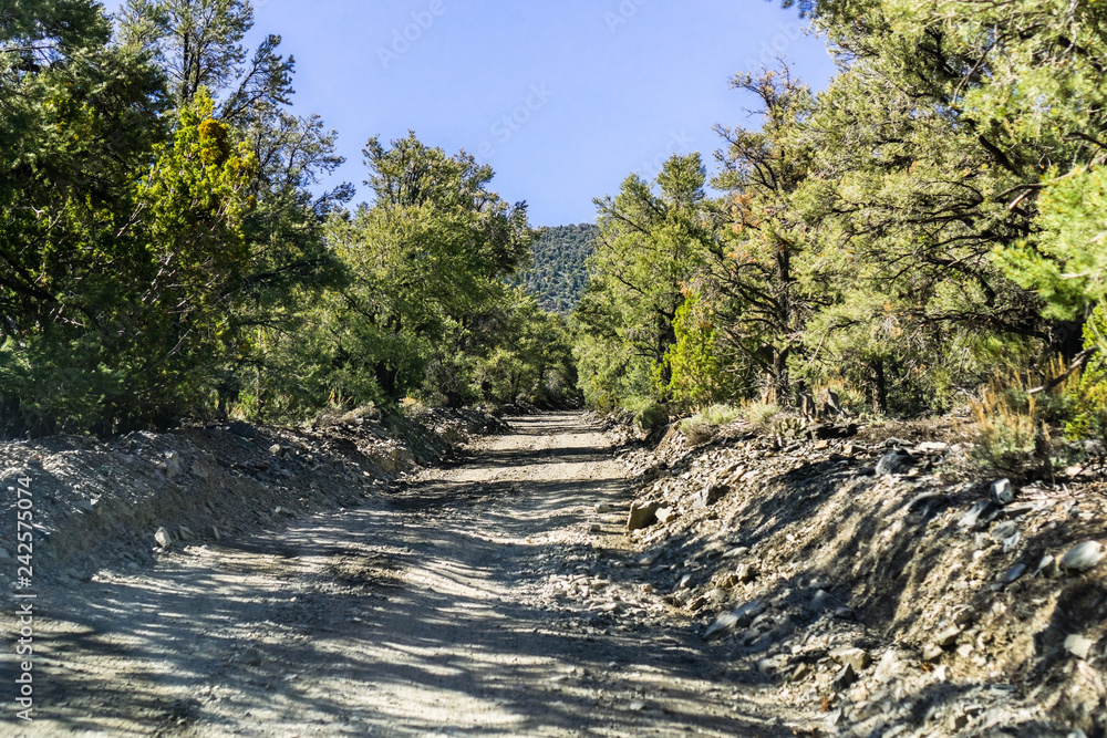 Fototapeta premium Unpaved road lined up with Juniper and Pine trees in the Panamint Mountain Range, Death Valley National Park, California