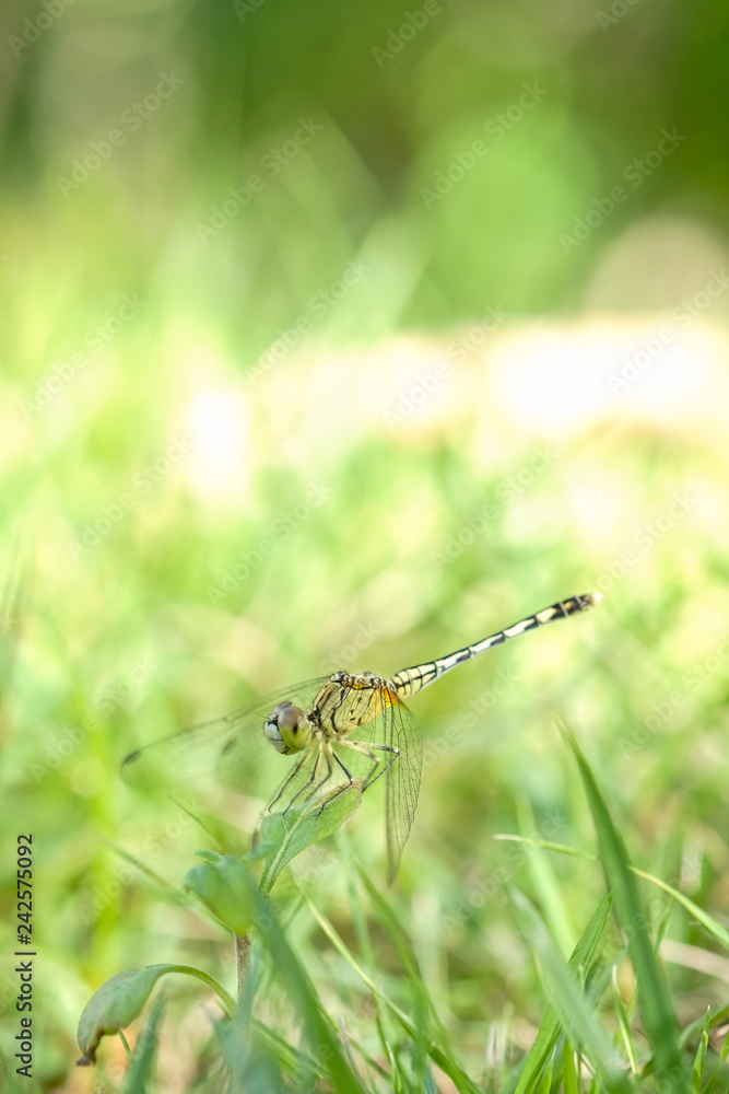 Dragonfly with lawn Dragonfly with lawn