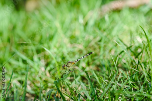 Dragonfly with lawn © panyawatt