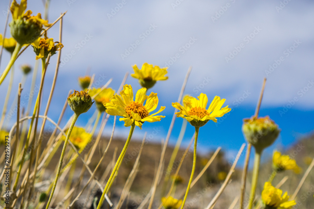 Fototapeta premium Naked-stemmed Daisy (Enceliopsis nudicaulis) blooming in Death Valley National Park, California