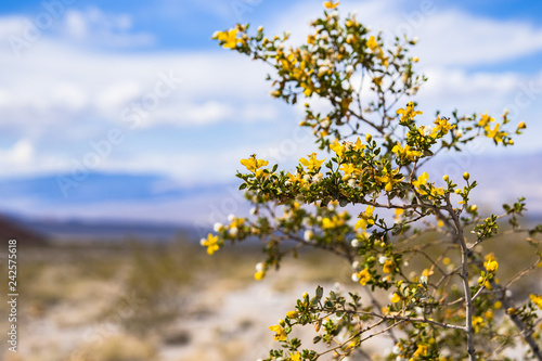 Creosote bush (Larrea tridentata) blooming in Death Valley National Park, California photo