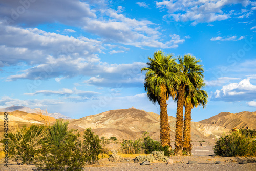A group of palm trees on a mountains and blue sky background, Furnace Creek, Death Valley National Park, California