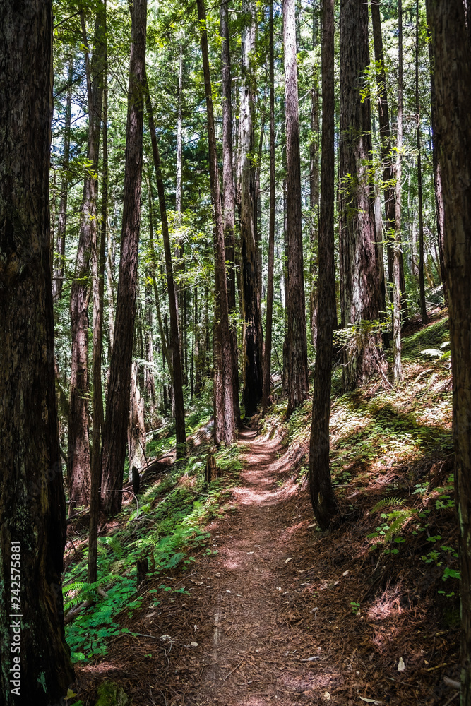 Obraz premium Hiking trail in a redwood (Sequoia sempervirens) forest, Butano State Park, San Francisco bay area, California