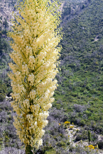 Chaparral Yucca (Hesperoyucca whipplei) blooming in the mountains, Angeles National Forest; Los Angeles county, California photo