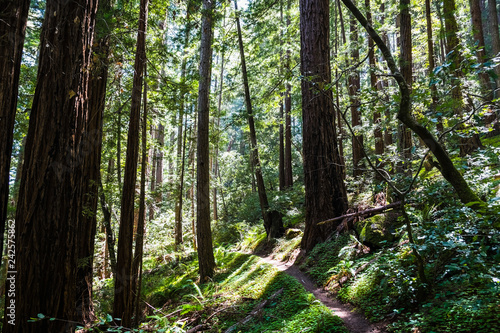 Hiking trail in a redwood (Sequoia sempervirens) forest, Butano State Park, San Francisco bay area, California © Sundry Photography