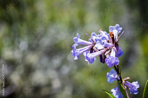 Yerba santa (Eriodictyon californicum) wildflowers blooming in Santa Cruz mountains, San Francisco bay area, California photo