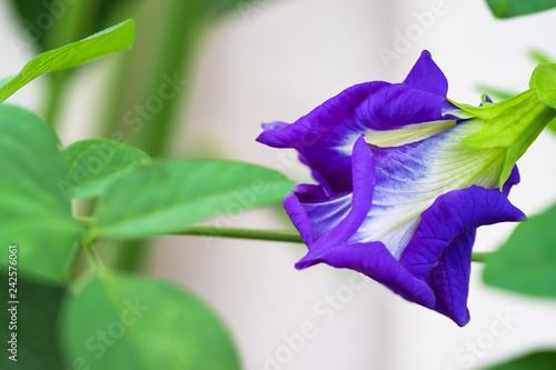 Fototapeta Naklejka Na Ścianę i Meble -  Close up butterfly pea (Clitoria ternatea L.) Beautiful purple flowers are a kind of herb. Helps nourish hair and eyes.
